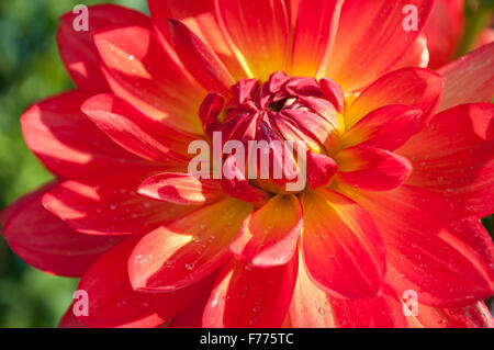 Close up d'un dahlia rouge avec un centre jaune photographié à Olympia, WA. Thurston Comté, USA. Banque D'Images