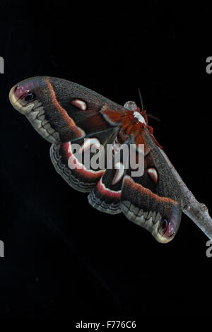 Silkmoth Hyalophora cecropia, cecropia, face dorsale sur fond noir Banque D'Images