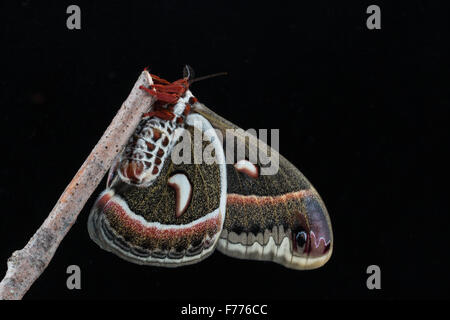 Silkmoth Hyalophora cecropia, cecropia, face ventrale sur fond noir Banque D'Images
