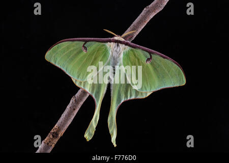 Une nouvelle espèce d'Actias luna, luna, avec un fond noir Banque D'Images