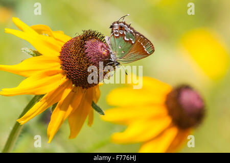 Hairstreak Callophrys gryneus, Juniper, qui se nourrit d'une Blackeyed Susan, Rudbeckia hirta