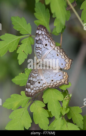 Anartia jatrophae, Paon blanc, reposant sur des feuilles vertes Banque D'Images