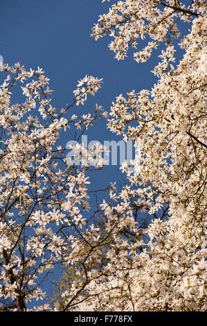 Magnolia fleurs luxuriantes sur le ciel bleu, la famille Magnoliaceae plante en fleurs, l'efflorescence croître en début du printemps... Banque D'Images