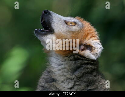 Hommes malgaches lemur couronné (Eulemur coronatus) en close-up Banque D'Images