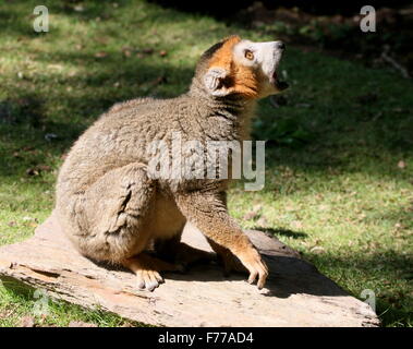 Hommes malgaches lemur couronné (Eulemur coronatus) en close-up Banque D'Images