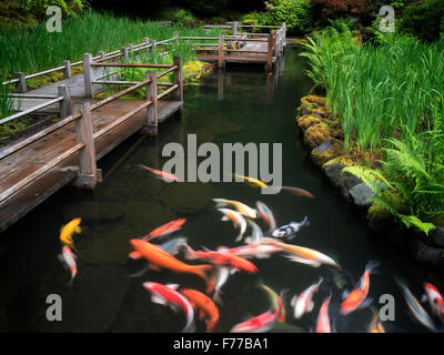 Koi et iris chambres chemin. Les jardins japonais, de l'Oregon Banque D'Images