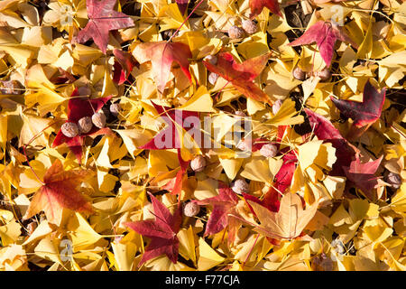 Motif de feuilles d'automne Banque D'Images