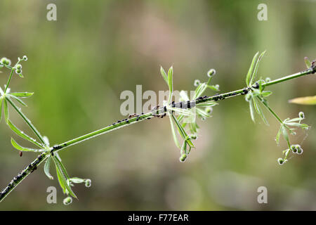 Les fourmis mangent les pucerons sur tige de la plante Banque D'Images