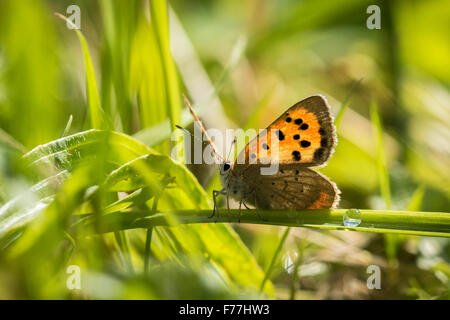 Libre d'un petit papillon Lycaena phlaeas cuivre) se reposant dans un champ. Banque D'Images