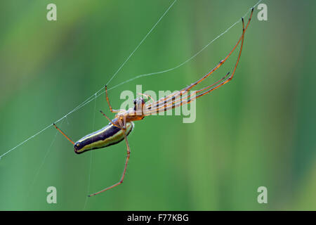 Araignée plate longue (Tetragnatha Extensa) Banque D'Images