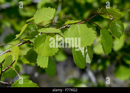 Aspen / tremble eurasiatique commun / européenne / peuplier tremble (Populus tremula) close up de rameau avec des feuilles au printemps Banque D'Images