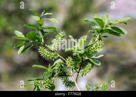 Willow alpin / Bald saule (Salix glabra) close up de feuilles et de chatons femelles / organes de fructification au printemps Banque D'Images