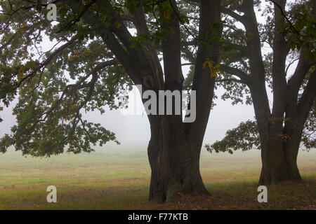 English oak / chêne pédonculé / arbres de chêne français (Quercus robur) dans la brume du matin en automne Banque D'Images