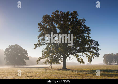 Chêne Anglais solitaire / arbre de chêne pédonculé (Quercus robur) dans la région de Meadow en morning mist, parc national de Müritz, Allemagne Banque D'Images