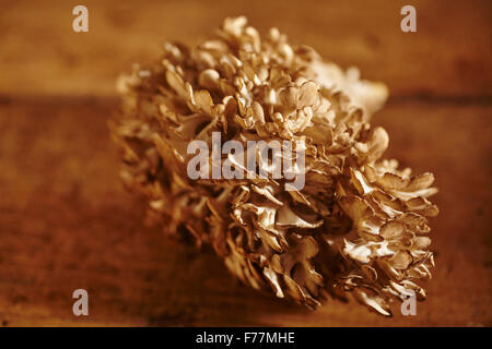 Les champignons maitake frais Banque D'Images
