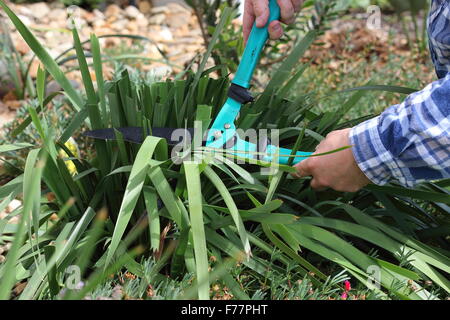 Coupe Herbe Lomandra mâles adultes à l'aide de ciseaux Banque D'Images