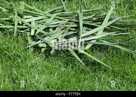 Lomandra tontes de gazon fraîchement coupé sur une pelouse Banque D'Images