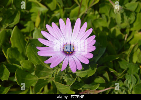 Rose et blanc solitaire Daisy Dorotheanthus Bellidiformis Livingstone Banque D'Images