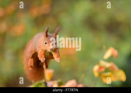 Écureuil rouge bondissant, sautant vers l'observateur frontale Banque D'Images