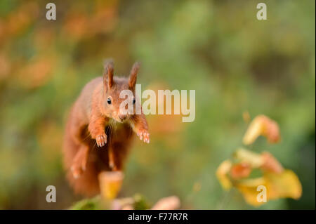 Écureuil rouge bondissant, sautant vers l'observateur frontale Banque D'Images