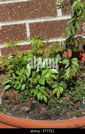 L'usine de cari - Murraya Koenigii plant plants against brick wall Banque D'Images