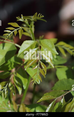 Les nouvelles feuilles de Murraya Koenigii plantes ou également connu sous le nom des feuilles de cari Banque D'Images