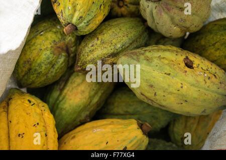 Une pile de cabosses de cacao fraîchement récoltées recueillies auprès des agriculteurs à petite échelle, 23 février 2015 à Isla de la Amargura, carrières, en Colombie. Les cabosses de cacao fermentées et séchées sont en train de devenir la base de chocolat. Banque D'Images