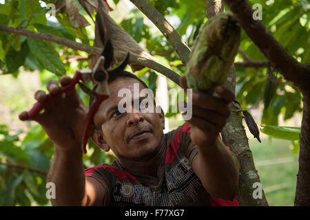 Les coupes d'un agriculteur venu les cabosses de cacao d'un arbre lors de la récolte sur sa petite ferme, 23 février 2015 à Isla de la Amargura, carrières, en Colombie. Les cabosses de cacao fermentées et séchées sont en train de devenir la base de chocolat. Banque D'Images