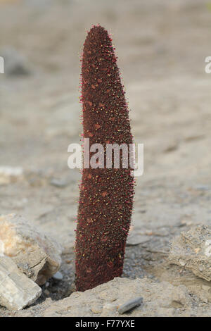 La floraison des plantes champignons maltais (Cynomorium coccineum) dans le désert de Tabernas, Almeria, Espagne Banque D'Images