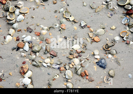 Coquillages sur la plage Banque D'Images