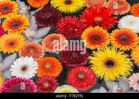 Natation, fleurs Gerbera Daisy, fontaine, Zurich, Suisse Banque D'Images