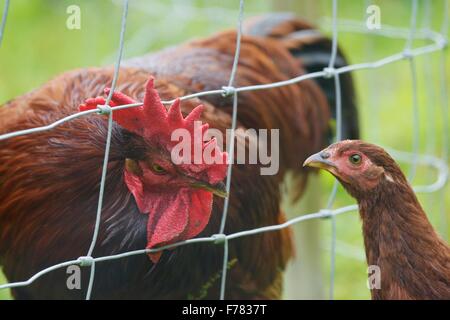 Vieux coq coq, fixer un jeune oiseau, Pays de Galles, Royaume-Uni Banque D'Images