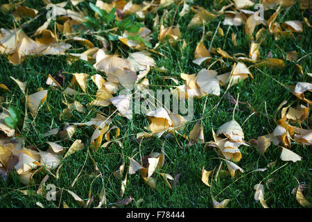 Feuilles de Ginkgo Banque D'Images