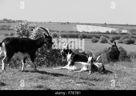 Juillet 2009 - chèvres tôt le matin au-dessus de la gorge de Cheddar Banque D'Images