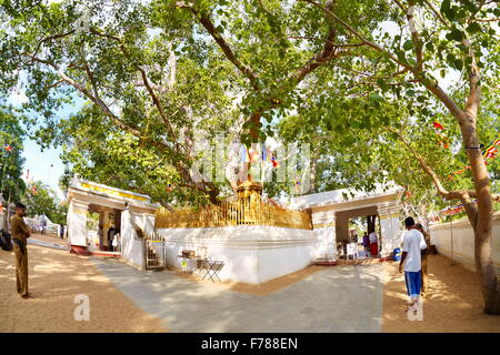 Sri Lanka - Anuradhapura, Sri Maha Bodhi Tree sacré, Site du patrimoine mondial de l'UNESCO Banque D'Images