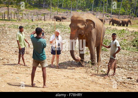 Sri Lanka - Office de faire une photo avec un éléphant, éléphant de Pinnawela (Liège Province du Sri Lanka), l'Asie Banque D'Images