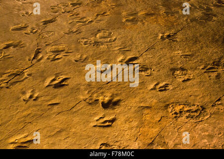 Dinosaur State Park à Rocky Hill, CT Banque D'Images