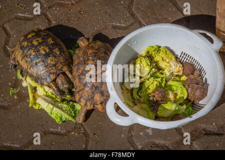 Tortues sur le marché dans la médina de Marrakech Banque D'Images