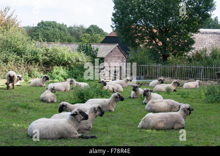 Moutons dans le champ, Chiltern Open Air Museum, Beaconsfield Buckinghamshire, Angleterre, Royaume-Uni Banque D'Images