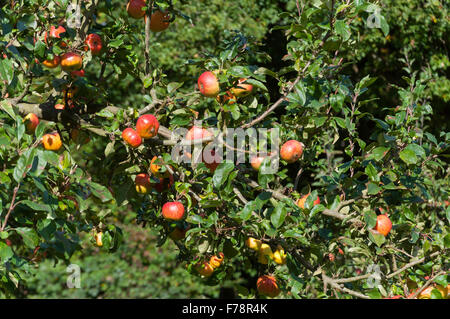 Apple orchard, Chiltern Open Air Museum, Beaconsfield Buckinghamshire, Angleterre, Royaume-Uni Banque D'Images