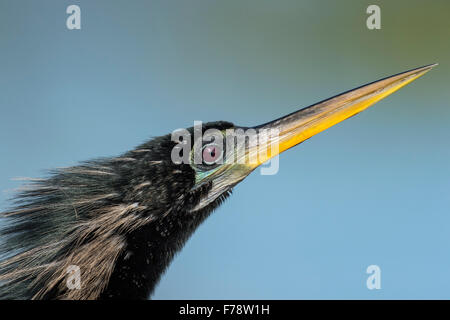 Portrait de l'anhinga en plumage nuptial en diagonale sur fond bleu Banque D'Images