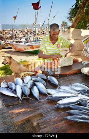 Sri Lanka - Galle, les pêcheurs vendent du poisson frais dans le port Banque D'Images