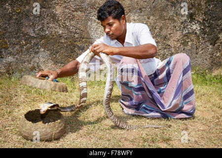 Sri Lanka - Galle, charmeur de serpent Banque D'Images