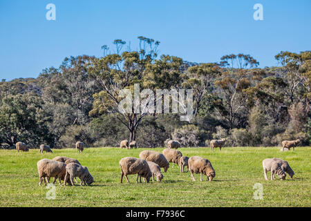 L'Australie, Australie occidentale, région de Wheatbelt, Shire de Victoria Plaines, troupeau de moutons mérinos à New Norcia Banque D'Images