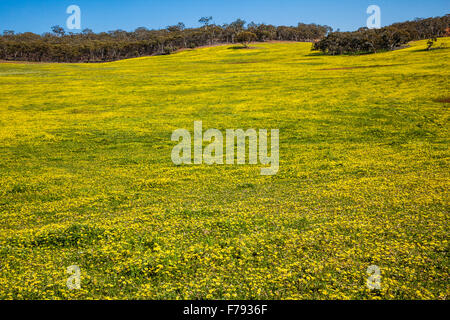 L'Australie, Australie occidentale, région de Wheatbelt, comté de Victoria, des plaines de tapis Cape Weed daisies Banque D'Images