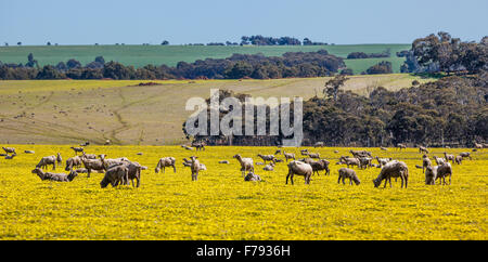 L'Australie, Australie occidentale, région de Wheatbelt, Shire de Victoria Plains, Great Northern Highway, des moutons paissant sur spring meadow Banque D'Images