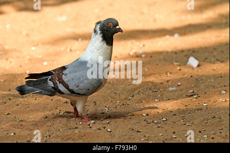 Marcher sur le sable Pigeon Banque D'Images