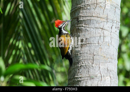 Bel oiseau pic, un mâle d'une plus grande Flameback (Chrysocolaptes lucidus) Banque D'Images