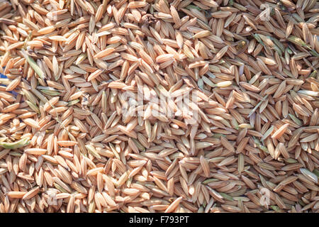 Close up le riz paddy en arrière-plan le coucher du soleil, stock photo Banque D'Images