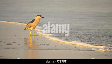 Un bihoreau gris recherche dans le surf. Banque D'Images